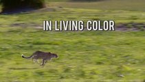 Jurassic CSI - Ep 3 In Living Colour (2010)