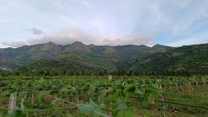 coccinia grandis cultivation full information