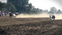 This bull couple created panic _ Pat Pratiyogita _ Cow Video