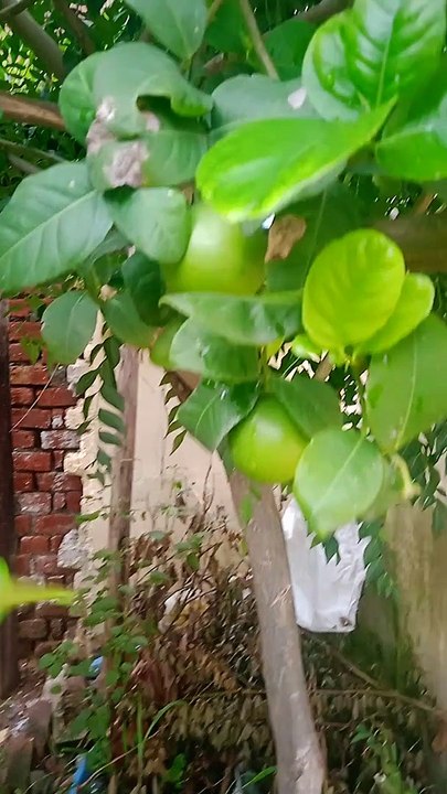 Lemon tree