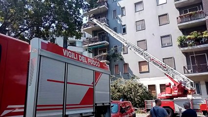 Milano, albero caduto in via Venosa: l'intervento dei Vigili del Fuoco