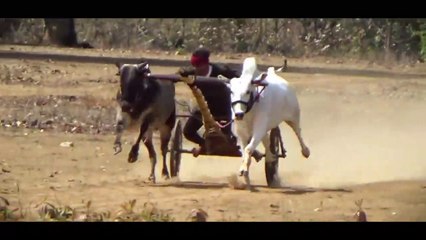 Bailgadyacha _ Bull Race _ bailgada Sharyat 2023 _ pat pratiyogita