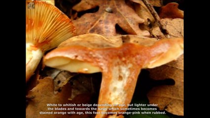 Lactarius azonites. Champimaginatis. English Text