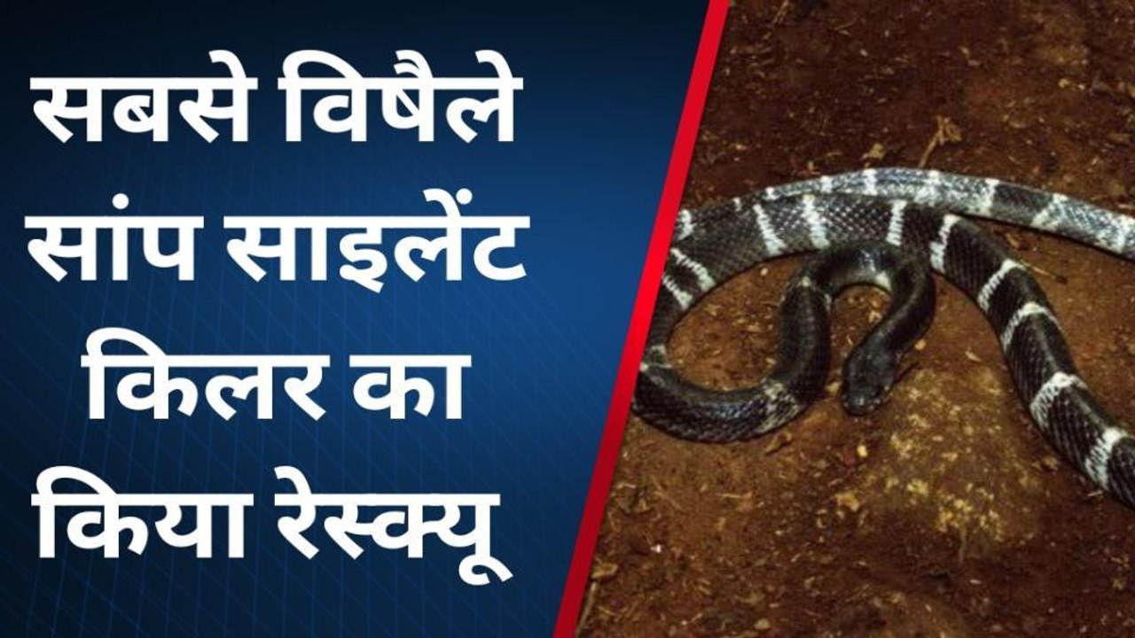 नर्मदापुरम: भारत का सबसे जहरीला सांप मकान में निकलने से मची अफरा-तफरी