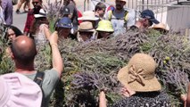 Des milliers de touristes prennent d'assaut le plateau de Valensole pour la Fête de la lavande