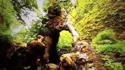 nature videos|stock videos|nature beauty|.