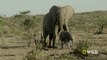 Follow an elephant calf in its first year of life (Full Episode) Happy Baby Elephant | Little Giant, Wildlife documentary in English