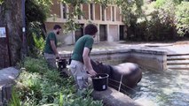 Animals in Rome zoo enjoy frozen treats amid sweltering heatwave