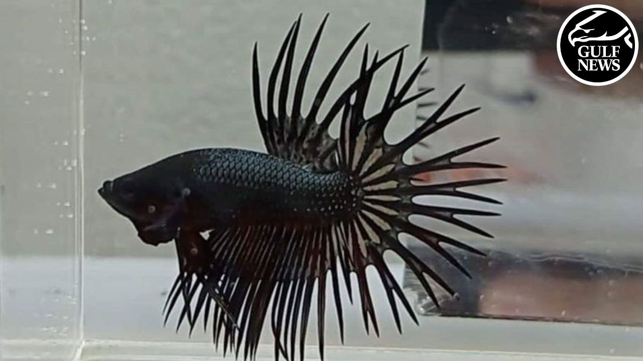 UAE's Betta enthusiasts celebrate the crowning of best fighter fishes