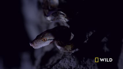 Night of the Living Dead (Full Episode) | Dead By Dawn, Wildlife documentary, in English