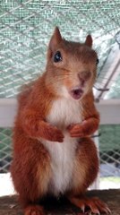 Regardez cet écureuil vif et bruyant en action! 🐿️