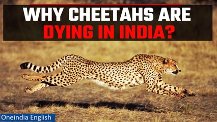 Cheetah Mortalities at Kuno National Park Point to Natural Causes: Govt | OneIndia English