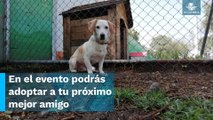 Perritos rescatados en el Metro se preparan para celebrar el sexto aniversario de su albergue