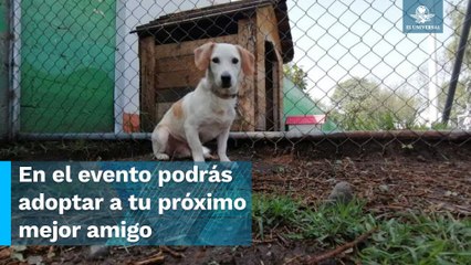 Perritos rescatados en el Metro se preparan para celebrar el sexto aniversario de su albergue