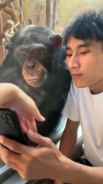 Funny animals Dogs and Cats monkeys Funny pets   smile with me