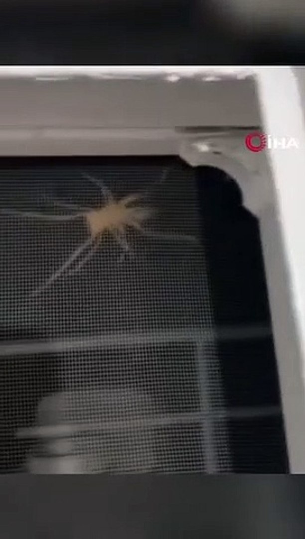 Des chercheurs transforment des araignées mortes en pinces mécaniques -  Vidéo Dailymotion