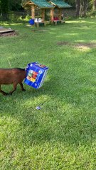 Goat Gets Stuck Looking For Snacks