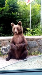 Romanian Brown Bear Greets Motorists