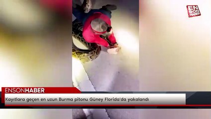 Kayıtlara geçen en uzun Burma pitonu Güney Florida'da yakalandı