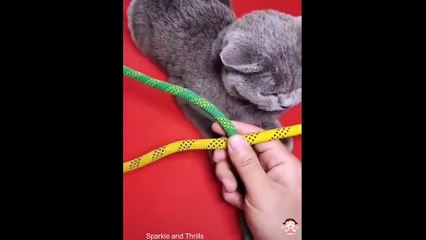 Incredible Discoveries The Most Amazing Videos of All Time