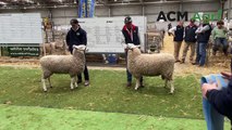Border Leicester supreme champion awarded | July 16 | Stock & Land