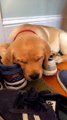 Ears Twitch While Lab Sleeps On Shoes
