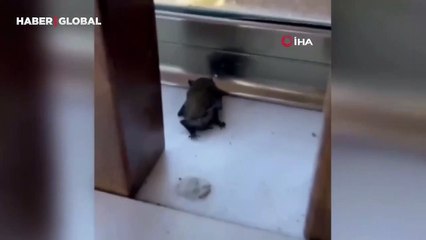 İstanbul'da evlere giren yarasalar paniğe neden oldu