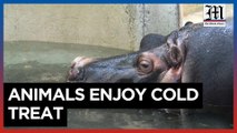 Animals in Rome zoo enjoy frozen treats amid sweltering heatwave