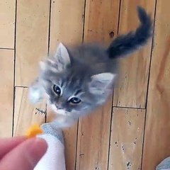 Kitten Gets The Cheese Tax
