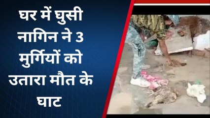 करैरा: घर में घुसी नागिन,3 मुर्गियों को उतारा मौत के घाट,मचा हड़कंप