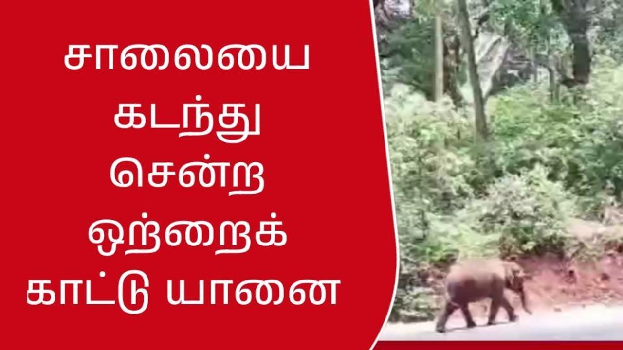 நீலகிரி: சாலையில் ஒய்யாரமாக உலா வரும் ஒற்றை காட்டு யானை