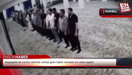 Başakşehir’de namaz vaktinde camiye giren köpek cemaate zor anlar yaşattı