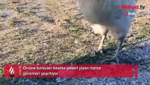 Kesme şekerci horoz görenleri şaşırtıyor