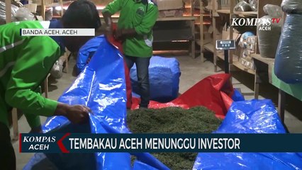 Tembakau Melimpah Aceh Butuh Industri Hasil Tembakau