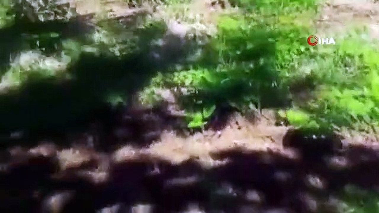 Des cochons affamés à Elazig ont pillé les jardins