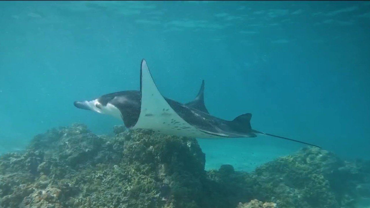 Fenêtre sur l'Outre-mer - Polynésie : les raies Manta de Maupiti