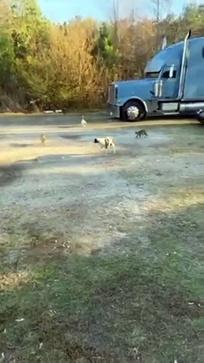 Ce chien s'est retrouvé dans le mauvais quartier... celui des chats