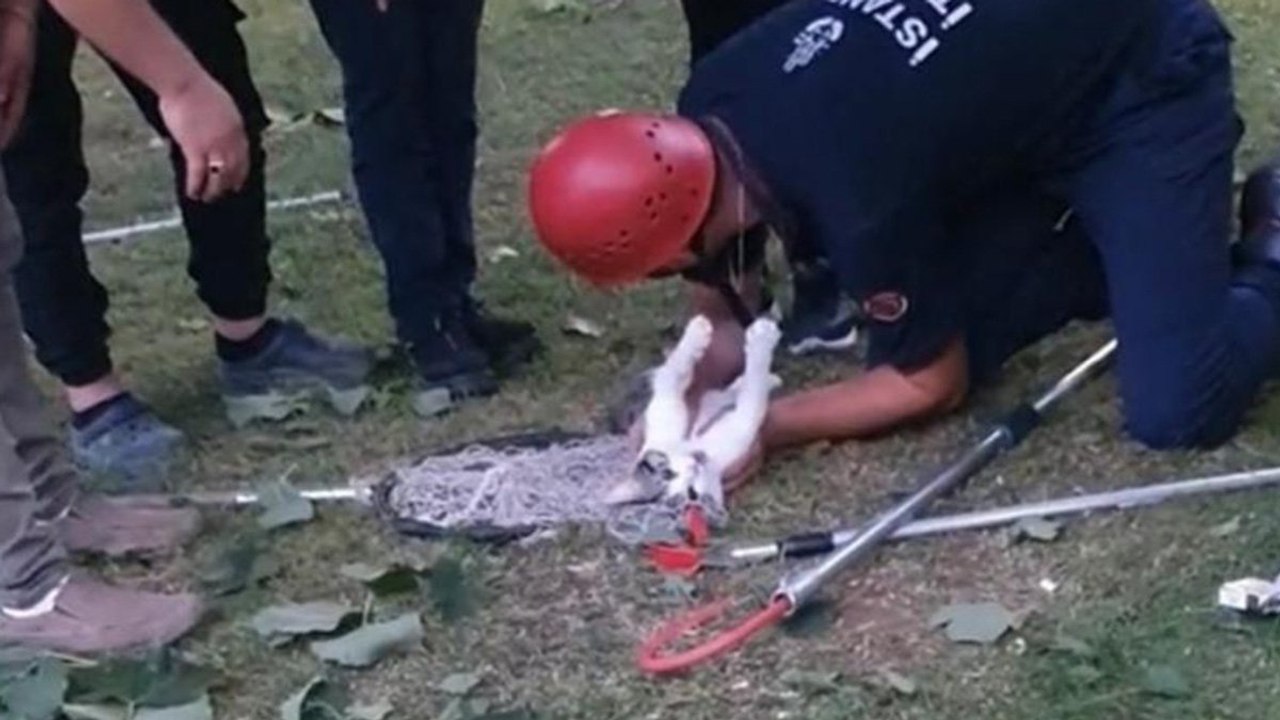 Beyoğlu'nda kedi kalp masajıyla hayata döndü