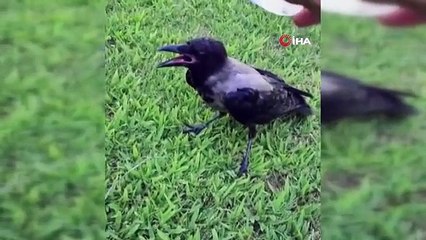 La chaleur d'El Nino a également touché les animaux, des citoyens sont venus à leur secours