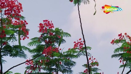 Pal Bhar Mein  /  Swami 1977 Songs / Shabana Azmi , Lata Mangeshkar