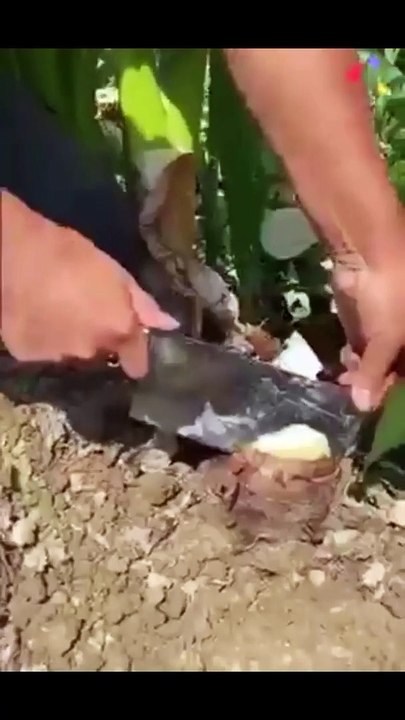 Fruit ki video