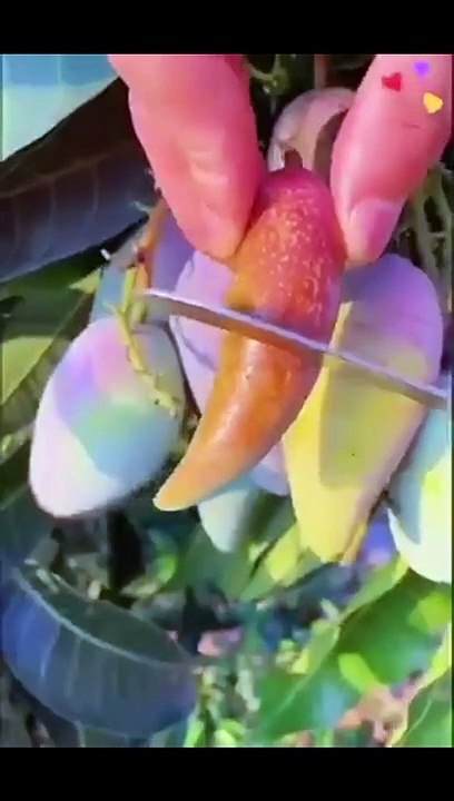 Fruit