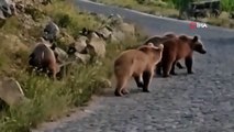 4 bébés ours bruns ont été vus ensemble à Nemrut