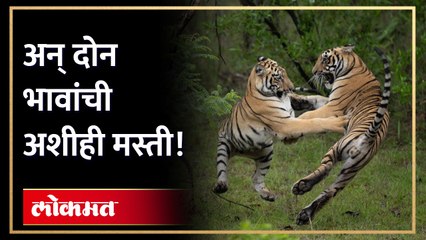 अलिझनजा बफर परिसरात बबलीचे दोन बछड्याची मस्ती बघाच