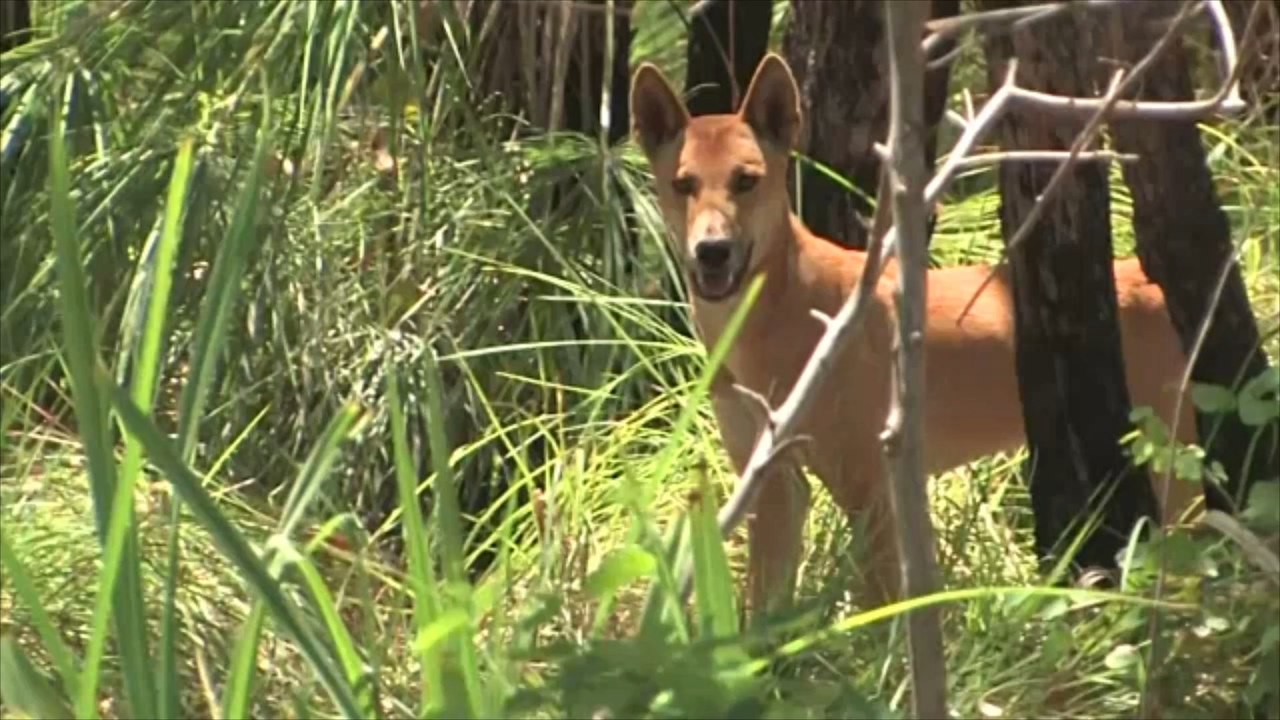 Australien: joggerin nach dingo-attacke gefährlich verletzt!