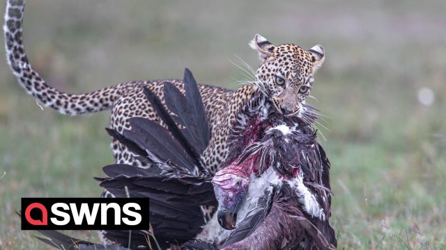 Wildlife guide spots leopard with a huge lappet-faced vulture