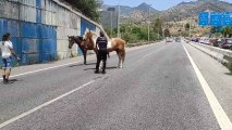 La Policía Local de Marbella rescatan a dos caballos que corrían sueltos por la autovía A-7.