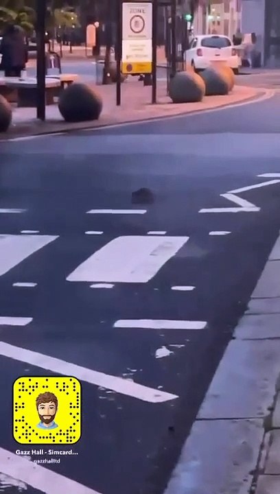 Rats in Halifax town centre