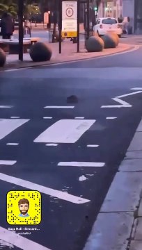 Rats in Halifax town centre