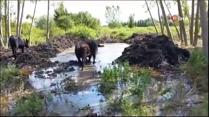 Türkiye’nin ’Boz sığır’ ırkı koruma altına alındı
